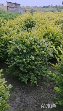 冠幅80厘米金叶女贞球