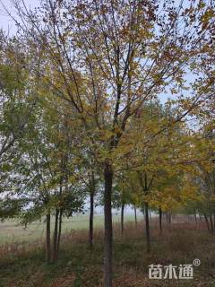 10公分美国白腊