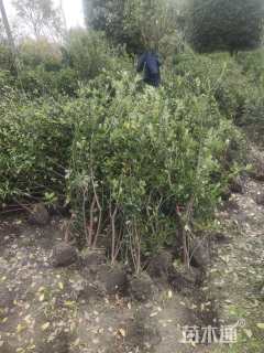 高度120厘米大叶黄杨