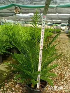 高度55厘米富贵蕨