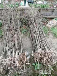 14公分红叶紫薇