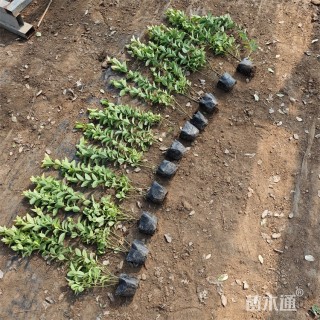 高度75厘米金冠黄杨