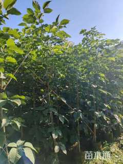 1公分紫花风铃木