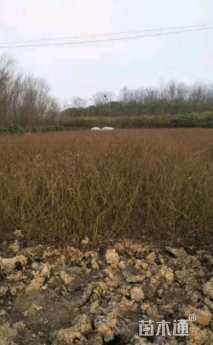 高度60厘米丰花月季