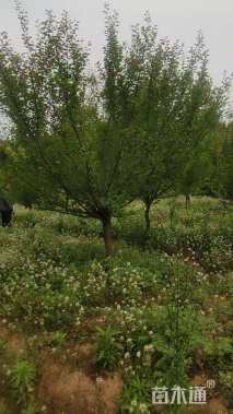 12公分日本晚樱