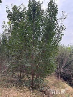 高度500厘米丛生元宝枫