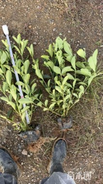 高度30厘米栀子花