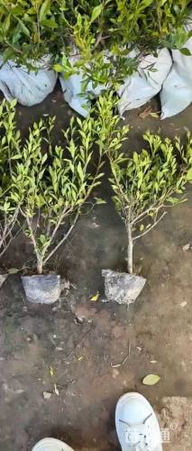 高度35厘米小叶栀子