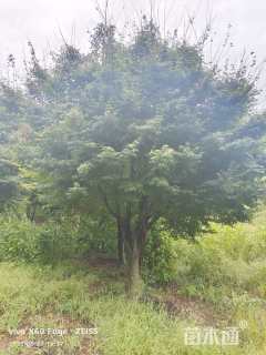 28公分鸡爪槭