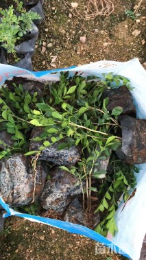 高度15厘米七里香