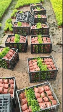 高度20厘米萼距花