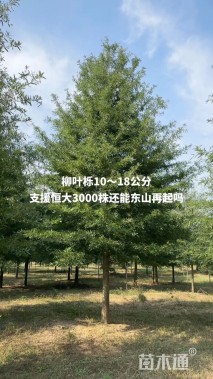 15公分柳叶栎