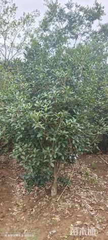 冠幅150厘米桂花球