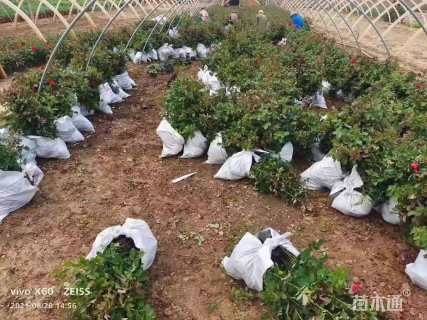 高度25厘米丰花月季