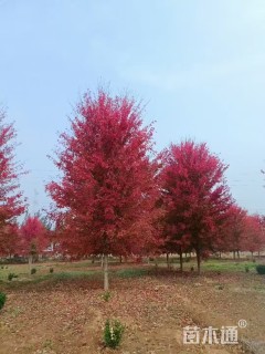 12公分美国红枫-红冠