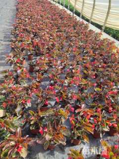 高度20厘米四季海棠