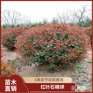 冠幅180厘米红叶石楠球