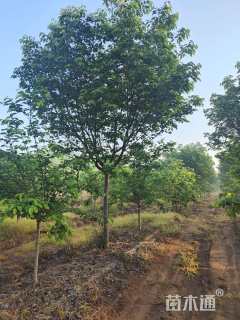 12公分高杆染井吉野樱