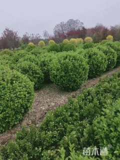 高度40厘米金森女贞