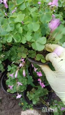 高度15厘米紫云英