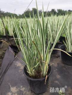 高度25厘米花叶玉蝉花