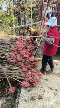 高度200厘米山桐子小苗
