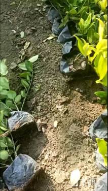 高度20厘米金森女贞