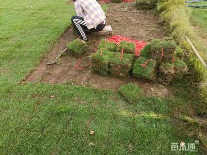 草块状马尼拉草