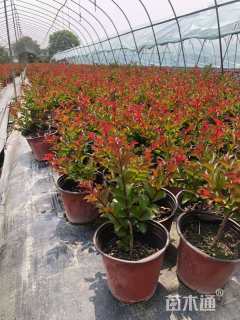 高度80厘米天鹅绒紫薇