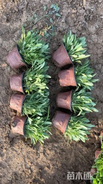 高度10厘米金鸡菊