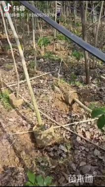 3公分紫花风铃木