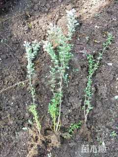 高度50厘米红叶小檗