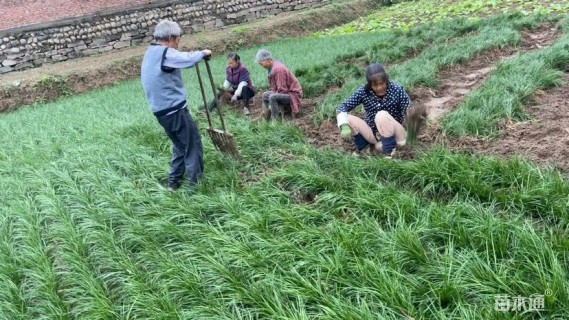 高度12厘米麦冬