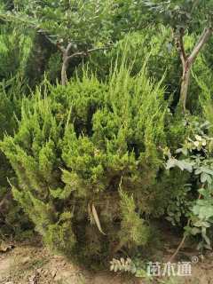 冠幅100厘米龙柏球