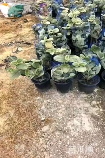 高度20厘米银毛野牡丹