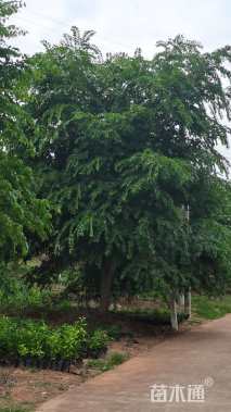 18公分朴树