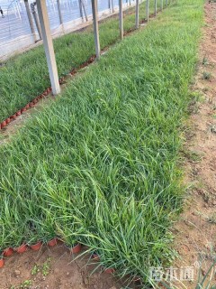 高度25厘米狼尾草