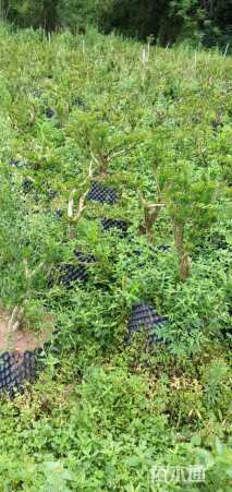 高度30厘米珍珠黄杨