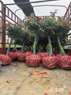 高度155厘米月季