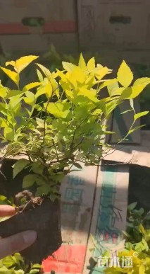 高度30厘米金山绣线菊