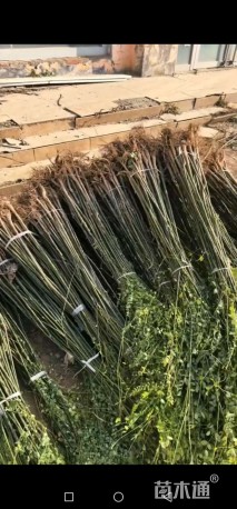 高度200厘米国槐小苗