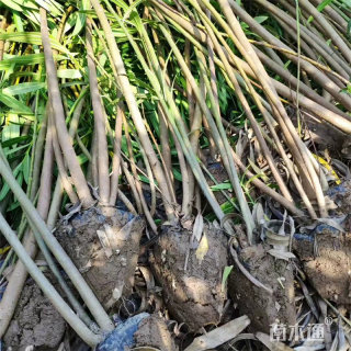 高度70厘米丛生夹竹桃