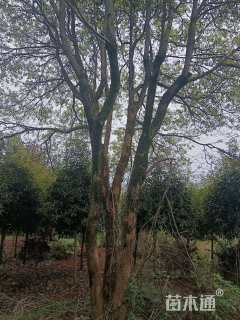 45公分丛生香樟