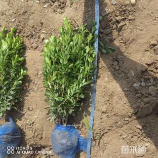 高度40厘米小叶黄杨