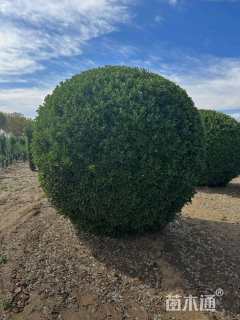 冠幅280厘米大叶黄杨球