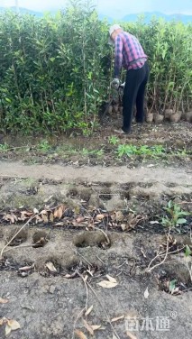 高度160厘米法国冬青