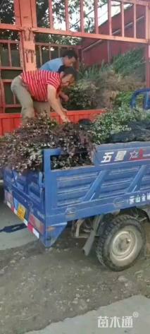 高度30厘米红花继木小苗