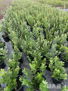 高度40厘米菲油果