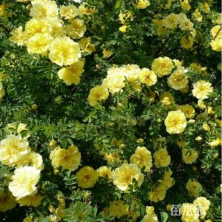 高度40厘米黄刺玫