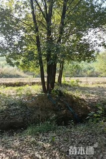 50公分丛生香樟